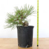Ready to Style: Japanese Black Pine - 80101
