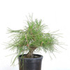 Ready to Style: Japanese Black Pine - 80103