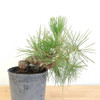 Ready to Style: Japanese Black Pine - 80104