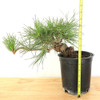 Ready to Style Japanese Black Pine - 80105