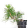 Ready to Style Japanese Black Pine - 80107