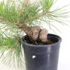 Ready to Style Japanese Black Pine - 80108