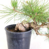 Ready to Style Japanese Black Pine - 80108