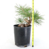 Ready to Style Japanese Black Pine - 80109