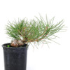 Ready to Style Japanese Black Pine - 80111