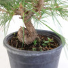 Ready to Style Japanese Black Pine - 80118