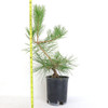 Ready to Style Japanese Black Pine - 80118