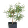 Ready to Style Japanese Black Pine - 80119