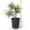 Ready to Style Japanese Black Pine - 80119