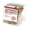 Japanese Red Maple Bonsai Seed Kit