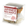 Japanese Red Maple Bonsai Seed Kit