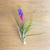 Air Plants Tillandsia Tenuifolia Blue Flower