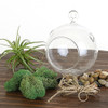 Hanging Air Plant Terrarium Kit