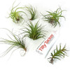 Hanging Air Plant Kit Terrarium