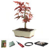 Japanese Red Maple Starter Kit