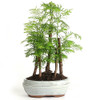 Dawn Redwood Forest Bonsai Tree