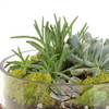 Succulent Dish Terrarium Kit