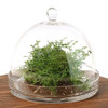 Large Cloche Terrarium Kit