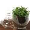 Apothecary Jar Terrarium Kit