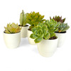 Succulent Sake Favor