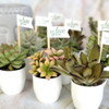 Succulent Sake Favor