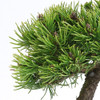 Miniature Mugo Pine Bonsai