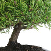 Miniature Mugo Pine Bonsai