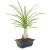 Ponytail Palm Bonsai