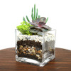 Cube Succulent Terrarium Kit