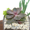 Cube Succulent Terrarium Kit-1707215098