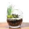 Tall Desk Succulent Kit
