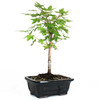 Japanese Coral Bark Maple Bonsai