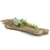 Succulent Garden - Long Driftwood