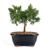 Miniature Shimpaku Juniper