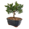 Miniature Shimpaku Juniper