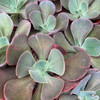 Echeveria gibbiflora