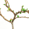 Flowering Quince Bonsai