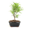 Narrow Leaf / Willow Leaf Ficus Bonsai