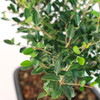 Yaupon Holly