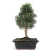 Large Japanese Black Pine Bonsai