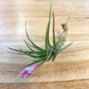 Tillandsia Tenuifolia White Flower