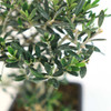 Little Leaf Olive Bonsai