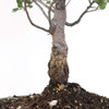 Large Cork Oak Bonsai