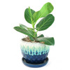 Ficus Audrey in Planter