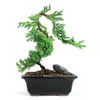 Juniper in Training Bonsai