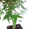 Japanese Green Maple Bonsai