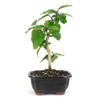 Miniature Hibiscus Bonsai