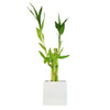 Lucky Bamboo Arrangement - Modern Square - White