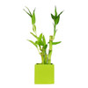 Lucky Bamboo Arrangement - Modern Square - Green