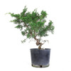 Juniperus Chinensis 'Shimpaku' - Shimpaku Juniper (Kishu)